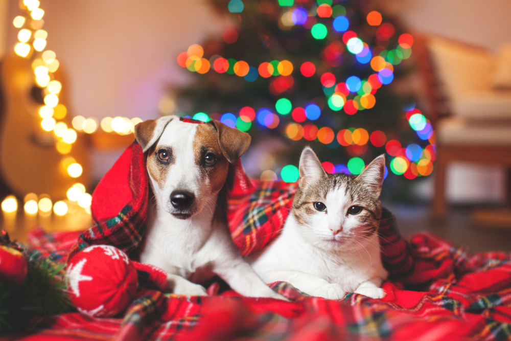 Whitsunday Pet Resort | Christmas & New Years 2015/16 Trading